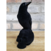 Crow On Skull