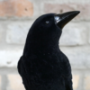 Crow On Skull