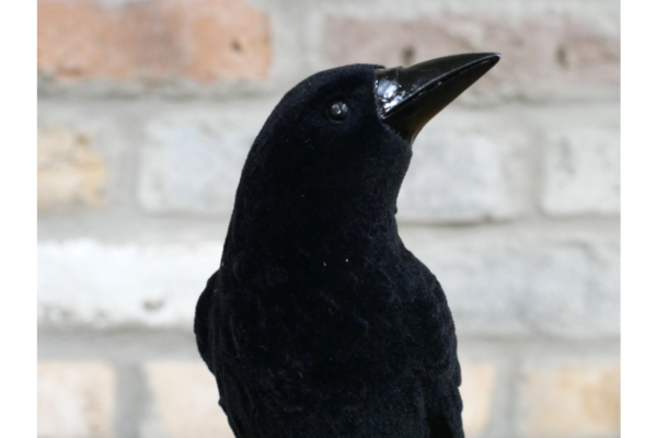 Crow On Skull