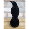 Crow On Skull