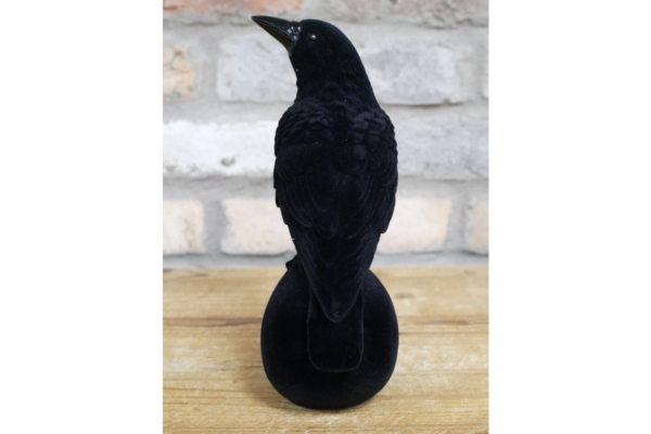 Crow On Skull