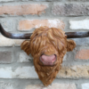 Cow Head