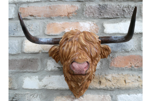 Cow Head