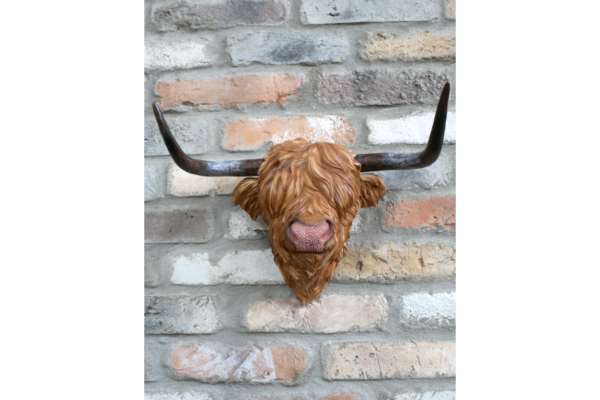 Cow Head