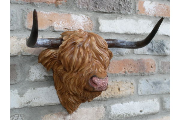 Cow Head