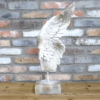 Angel Wing