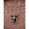 Stag Head - Large