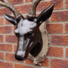 Stag Head - Large
