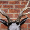 Stag Head - Large