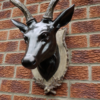 Stag Head - Large