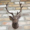 Stag Head