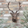 Stag Head