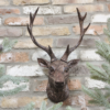 Stag Head