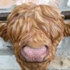 Cow Head