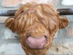 Cow Head
