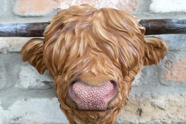Cow Head