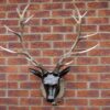 Stag Head - Large