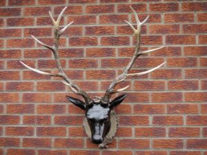 Stag Head - Large