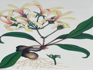 Honeysuckle