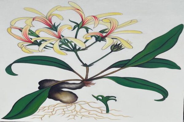 Honeysuckle