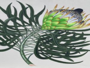 Protea