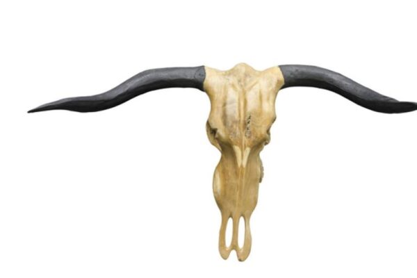 Vegan Hutning Trophy - Buffalo Black Horns