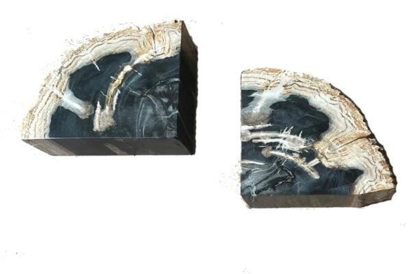 DF-BB-CASA27-featured Petrified Wood Pair of Bookends