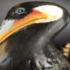 Pelican (Pack of 4)