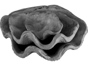 Set of 3 Clam Shells