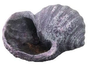 DF-BB-GRC71B-featured-1 Conch Shell