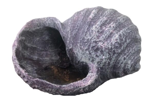 Conch Shell