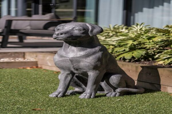 DF-BB-GRC84B-featured-1 Labrador