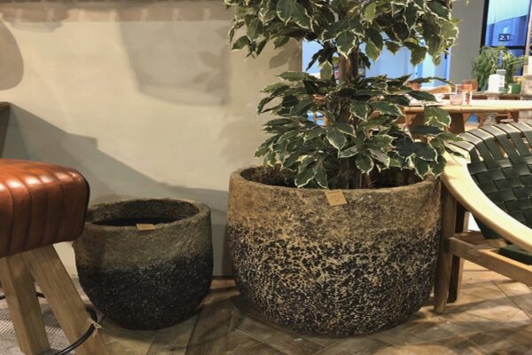 Café Latte Medium Pot