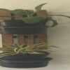 Versatile Herb Garden (Set of 2)