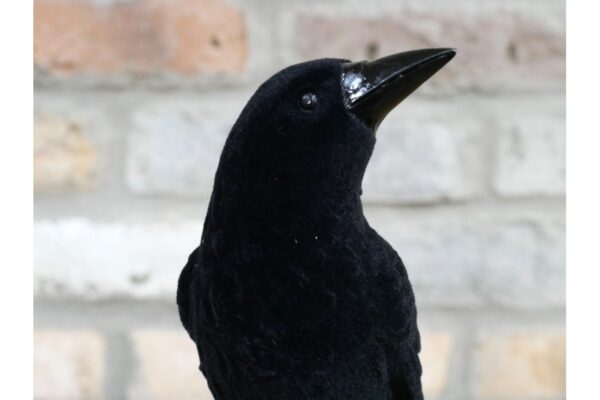 DF-DUT-10128-featured Crow On Skull