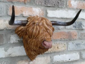 Cow Head