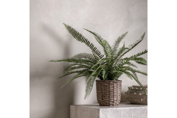Potted Fern Plant