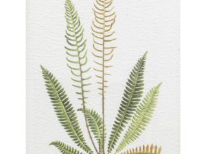 DF-GAL-5056693582007-featured Assorted Ferns Framed Art Set of 4