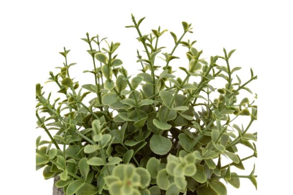 Potted Plant Ceramic Scratch Pot Rosemary Set of 2