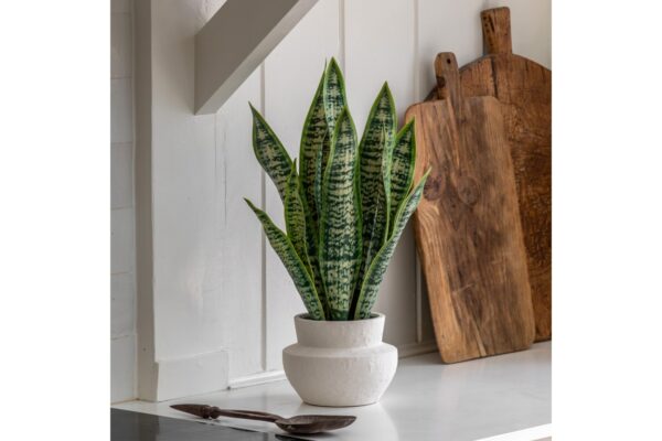 Faux Snake Plant in Ceramic Pot