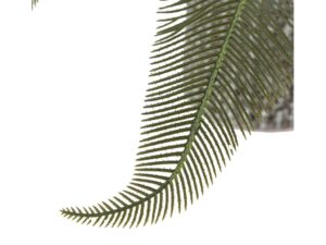 Wide Fern in Concrete Pot