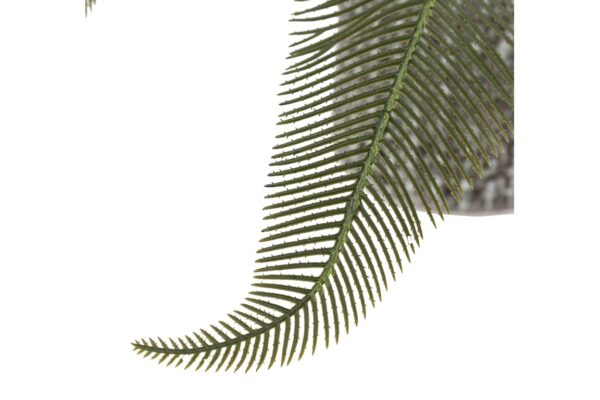 Wide Fern in Concrete Pot