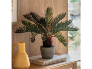 Wide Palm in Concrete Pot