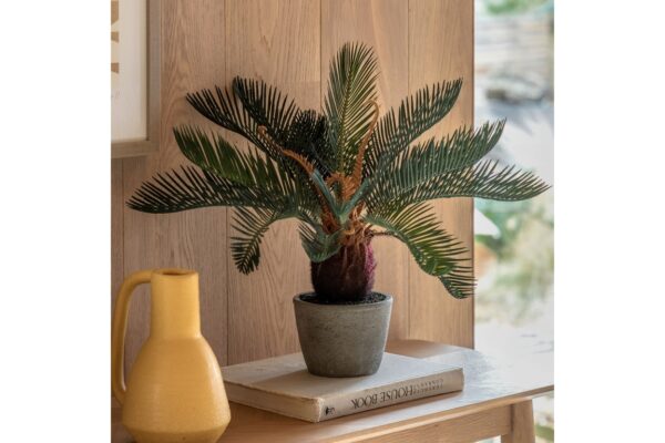 DF-GAL-5056693592556-featured Wide Palm in Concrete Pot
