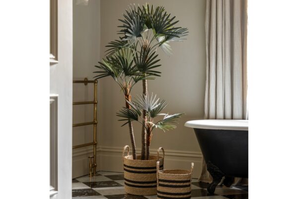 DF-GAL-5056693592587-featured Potted Statement Palm