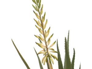 Aloe Potted Plant with White Flower