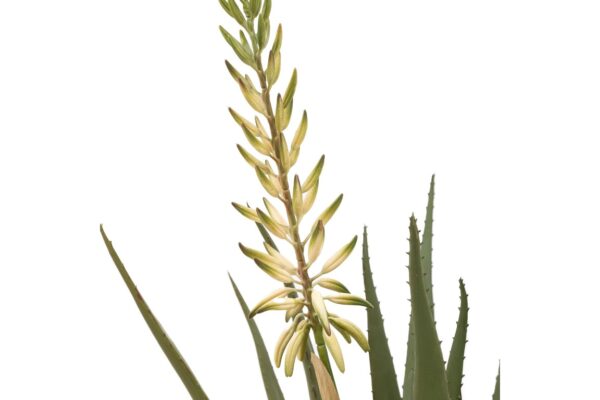 DF-GAL-5056693592594-featured Aloe Potted Plant with White Flower