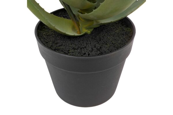 Aloe Potted Plant with Orange Flower