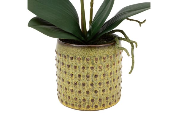 Orchid Multicolour in Moss Ceramic Dot Pot