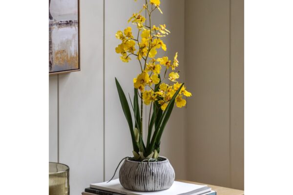 DF-GAL-5056693592679-featured Orchid in Low Ceramic Pot